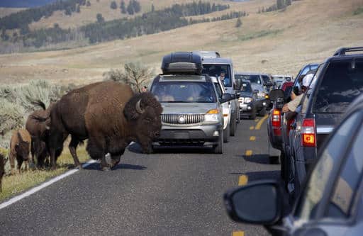 FILE - In this Aug. 3, 2016, file photo, a large bison blocks traffic as tourists take photos of the animals in the Lamar Valley of Yellowstone National Park in Wyo. Park administrators appear to have lost ground on a 2009 pledge to minimize cell phone access in backcountry areas. Signal coverage maps for two of Yellowstone's five cell phone towers show calls can now be received in large swaths of the park's interior such as the picturesque Lamar Valley. The maps were obtained by a Washington, DC-based advocacy group, Public Employees for Environmental Responsibility. (AP Photo/Matthew Brown, File)