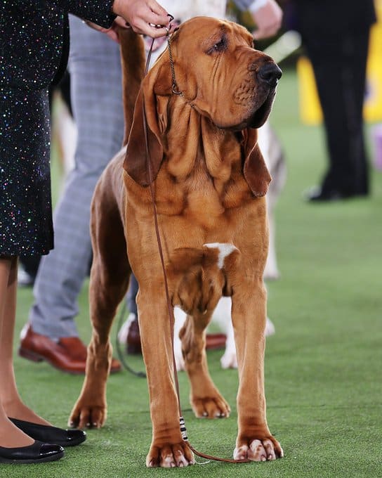 Bubba Finally Wins Westminster Best Of Show