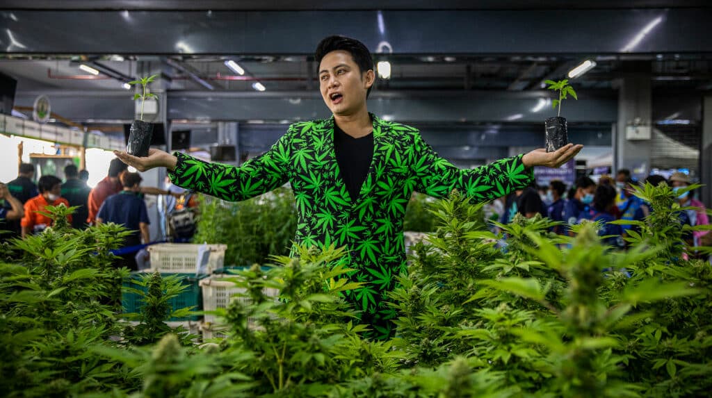 BURIRAM, THAILAND - JUNE 10: A man dressed in a marijuana suit stands with mature marijuana plants at a marijuana legalization expo on June 10, 2022 in Buriram, Thailand. Today the Thai government gave out 1,000 cannabis plants to people in Buriram, a province in eastern Thailand, at its Marijuana legalization kick-off event called “Unlock Marijuana”. On June 9, 2022 Thailand officially decriminalized marijuana cultivation and possession and the government plans to give away 1 million cannabis plants for fee to people throughout the country. The expo in Buriram was focused on educating the public about the uses of marijuana for medicine and food and had informational booths about growing procedures and technology. (Photo by Lauren DeCicca/Getty Images)