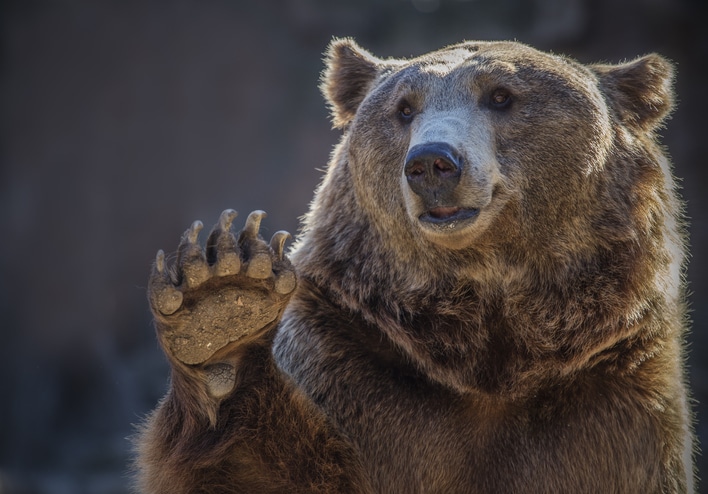 WATCH: Massive Bear Tours Exclusive Florida N’hood