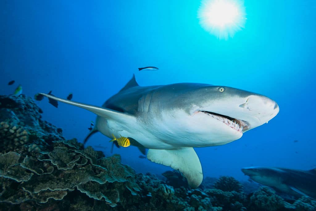 FRENCH POLYNESIA, PACIFIC OCEAN - JANUARY 2021: Sicklefin lemon shark (Negaprion acutidens) evolves over a coral reef on January 21, 2021 in Moorea, French Polynesia, Pacific Ocean. Also called sharptooth lemon shark, the sicklefin lemon shark has a robust, stocky body and a short, broad head. This species favors still, murky waters and is most common in bays, estuaries, and lagoons, and over sandy flats and outer reefs. (Photo by Alexis Rosenfeld/Getty Images)