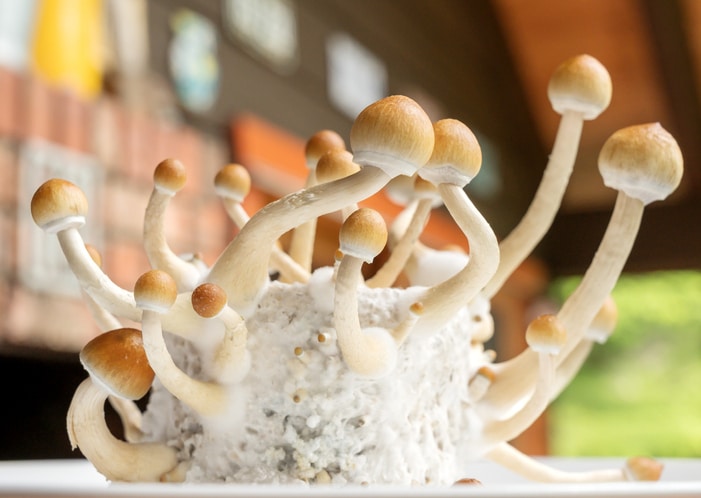 Psilocybin mushrooms, commonly known as magic mushrooms, mushrooms or shrooms being grown in a home based incubator.
