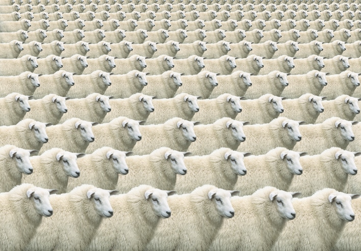 Digital composite of flock of identical sheep, full frame