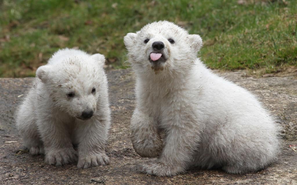 MUNICH, GERMANY - MARCH 19:  14 week-old twin polar bear cubs play during their first presentation to the media in Hellabrunn zoo on March 19, 2014 in Munich, Germany. The male and female twins were born on December 9, 2013 in the zoo.  (Photo by Alexandra Beier/Getty Images)