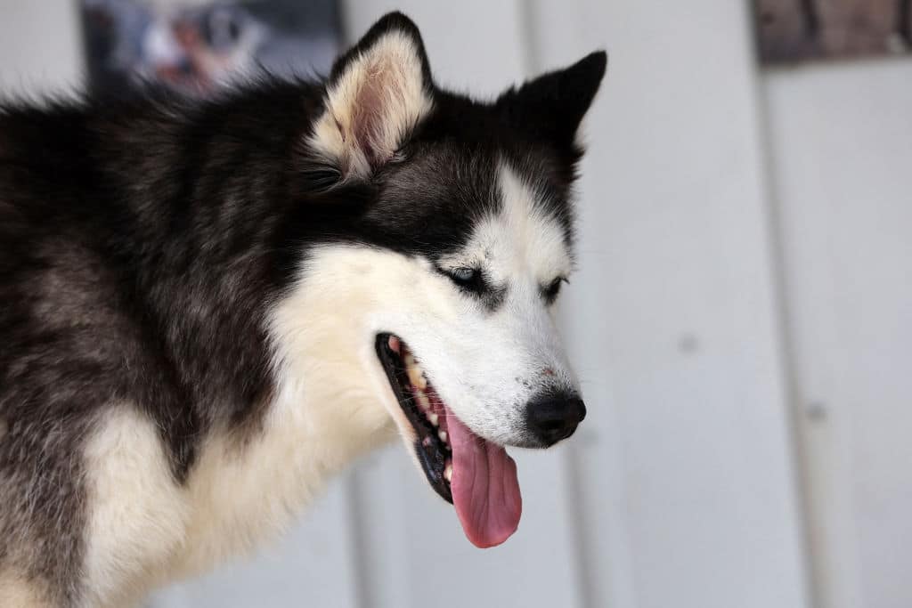 A husky looks on at Patilikoy dog shelter in Ankara, on August 23, 2022. - Unlike in many countries in Europe, Turkey has a deep historical bond with stray animals. But recently the stray dogs have been at the center of controversy with groups calling for their removal from the streets and an increase of dogs killings. (Photo by Adem ALTAN / AFP) (Photo by ADEM ALTAN/AFP via Getty Images)