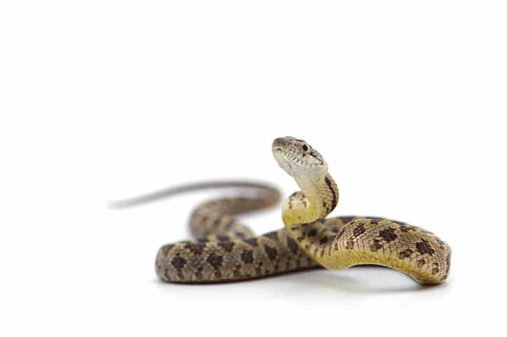 Rat snake attack pose isolated on white background,United States,USA