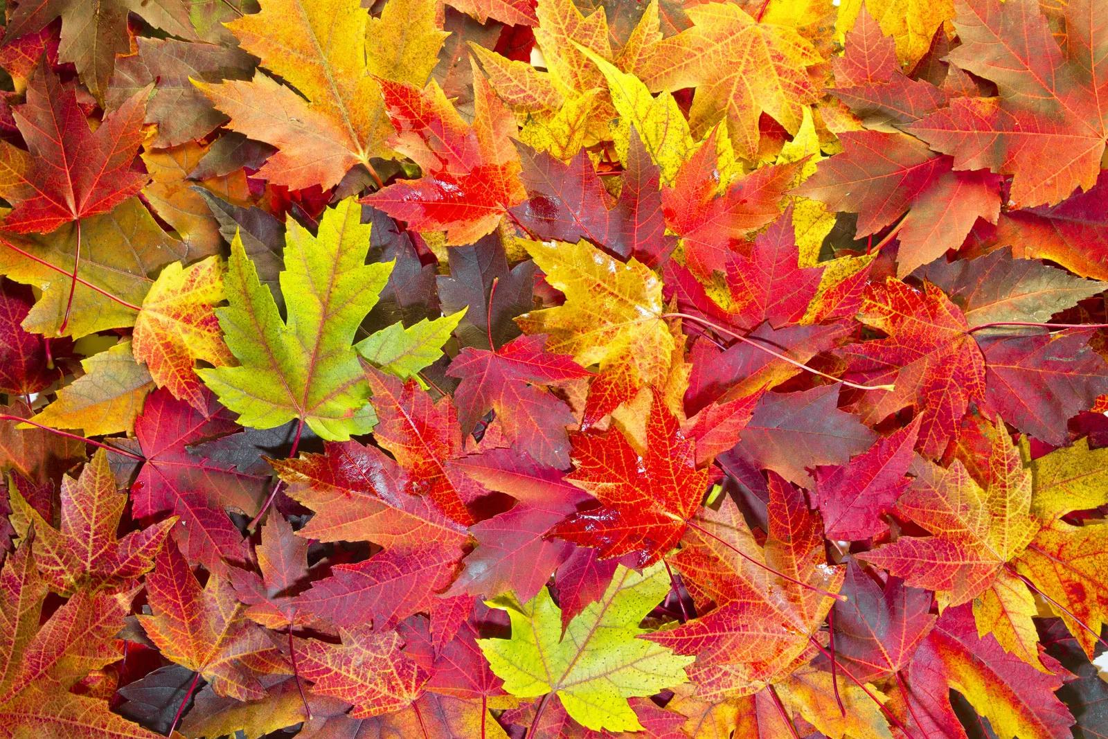 Maple-Colors